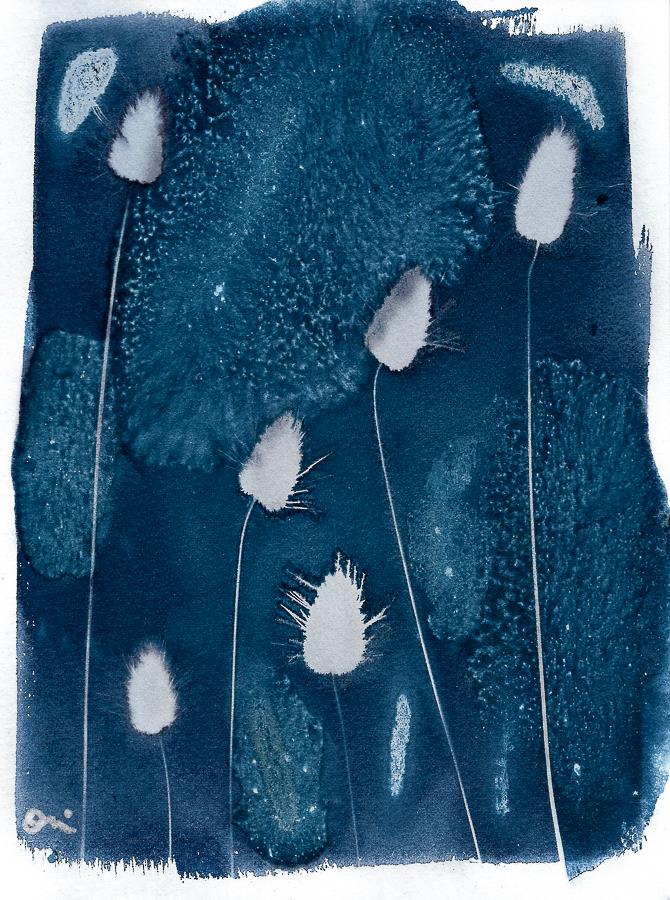 Pussy Willow Grass Cyanotype