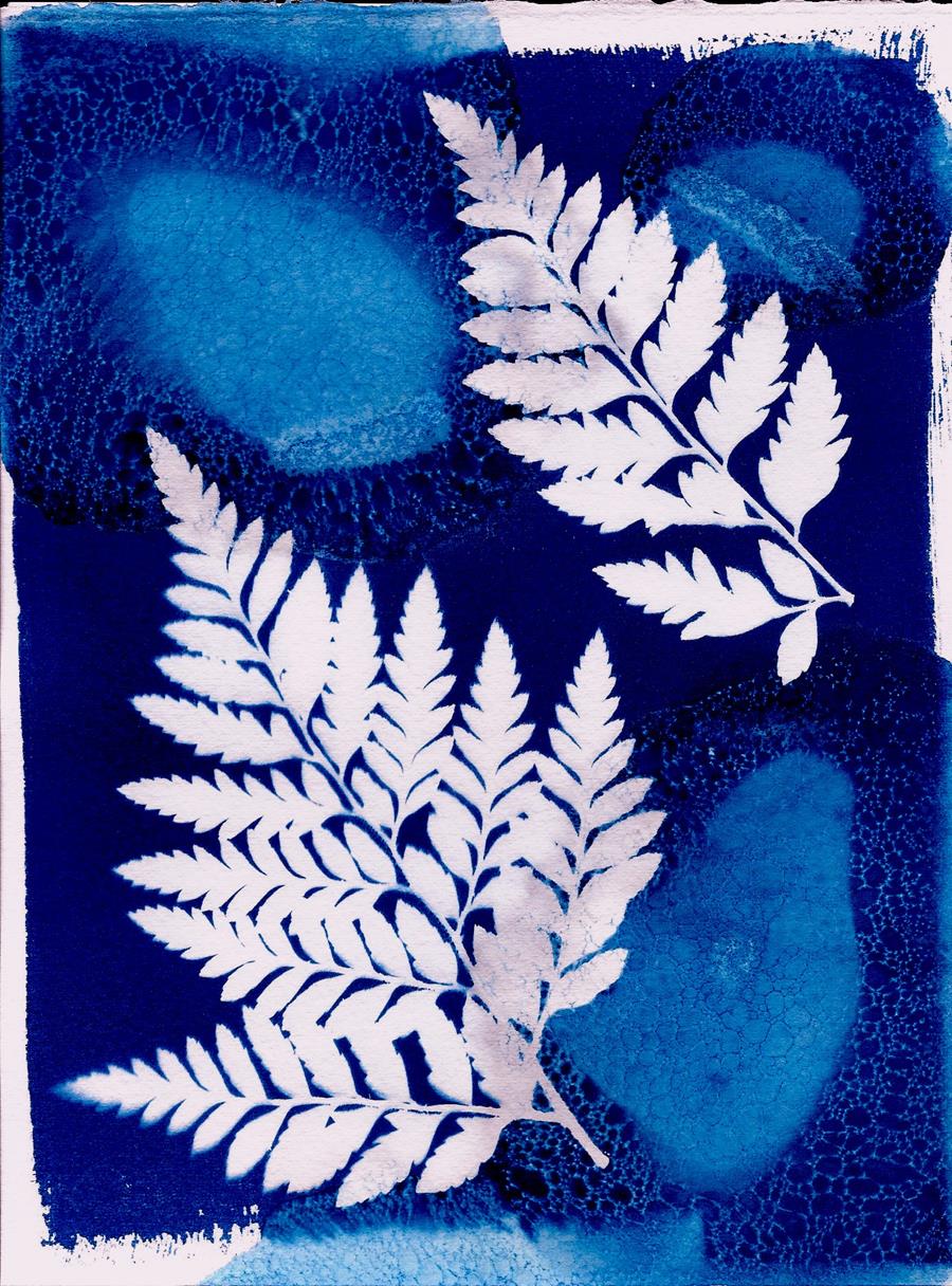 Ferns Cyanotype