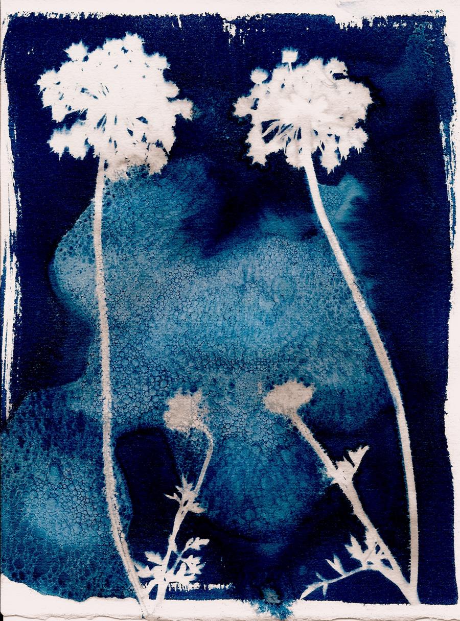 Wild Carrot Flowers Cyanotype 