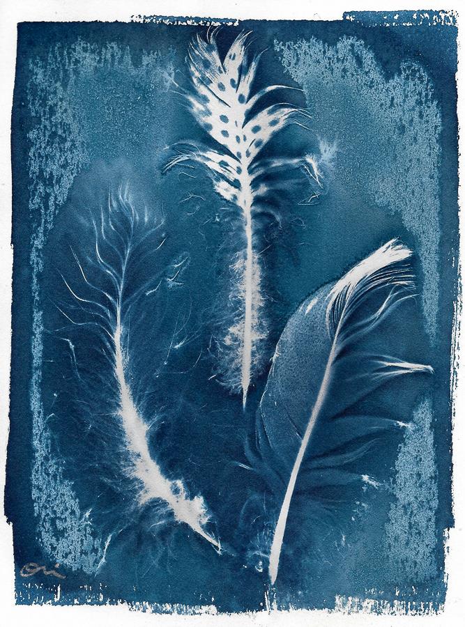 Feathers Cyanotype