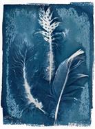 Feathers Cyanotype  | 812 | Salvador Dalí | Shop online Dalí | Surrealismstore