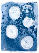 Lemon Cyanotype  | 814 | Salvador Dalí | Shop online Dalí | Surrealismstore