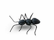 Formiga surrealista | 000256 | Salvador Dalí | Botiga online Dalí Figueres | Llibreria Surrealista