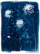 Wild Carrot Flowers Cyanotype  | 810 | Salvador Dalí | Shop online Dalí | Surrealismstore