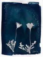 Dandelion Cyanotype  | 816 | Salvador Dalí | Shop online Dalí | Surrealismstore