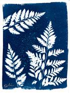 Ferns Cyanotype  | 811 | Salvador Dalí | Shop online Dalí | Surrealismstore