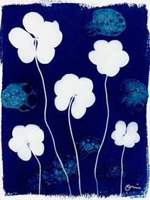 Clovers Cyanotype  | 807 | Salvador Dalí | Shop online Dalí | Surrealismstore
