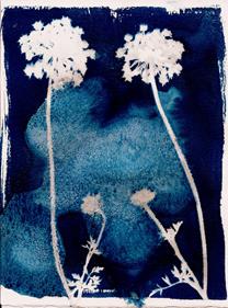 Wild Carrot Flowers Cyanotype  | 809 | Salvador Dalí | Shop online Dalí | Surrealismstore