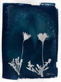 Dandelion Cyanotype  | 816 | Salvador Dalí | Shop online Dalí | Surrealismstore