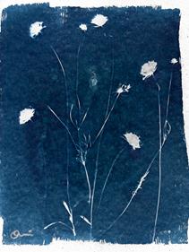Scabiosa Cyanotype  | 813 | Salvador Dalí | Shop online Dalí | Surrealismstore